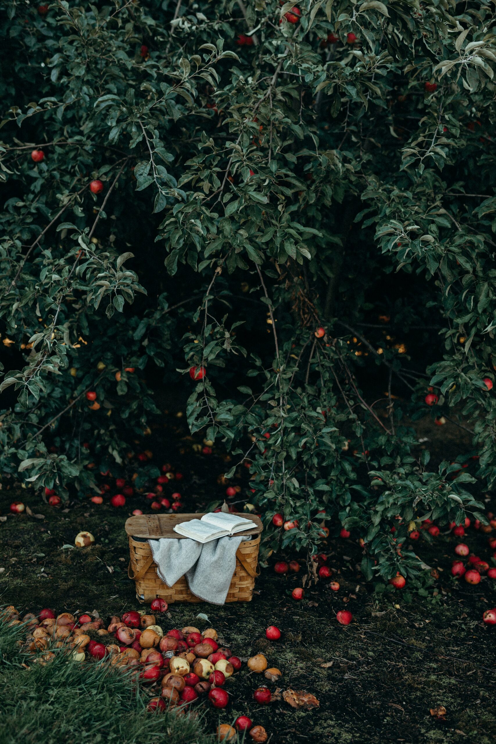 liana-mikah-YJWcZkXlGlI-unsplash liana-mikah-YJWcZkXlGlI-unsplash